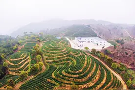 宁德观察 乡村振兴 | 穷山沟长出致富“金叶子”图片