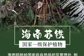 一起来认识铜鼓岭的热带雨林“特有种”图片