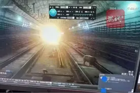野猪现身隧道，南京地铁回应图片