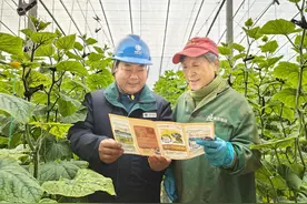 国网焦作供电公司：电力编织绿色丰收梦图片