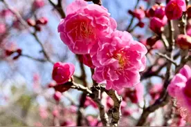 青岛梅园春意浓，第二十五届梅花节本周五（3月21日）启幕图片