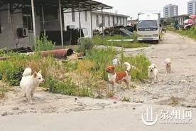 远离狂犬病 防治之路道阻且长图片