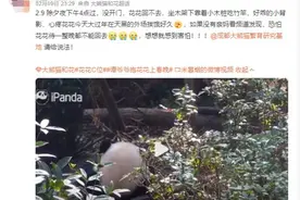 除夕夜，大熊猫“花花”被遗忘在外场！官方最新回应图片