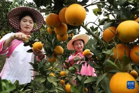 贵州榕江：脐橙喜获丰收图片