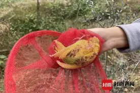 虎皮鹦鹉被“放生”野外之后 专家强调放生并非“放归”，四川早已明确制止“随意放生”｜封面深镜图片