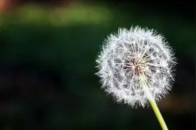 春天这种菜使劲吃，利尿润肺还疏肝，浑身是宝，可惜很多人把它当成草！图片