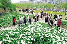 周口植物园的牡丹盛开了，快来共赴一场国色天香的浪漫之旅吧！图片