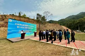 国内首次！河源紫金130棵大苞山茶回归野外图片