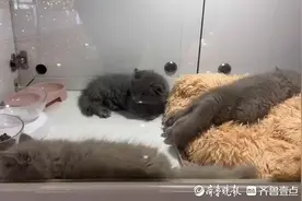 “猫贷”纠纷频发，“免费领养”真“免费”吗图片