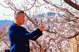 新安县大禹峡杏花盛放迎春 黄河畔绘就生态画卷图片