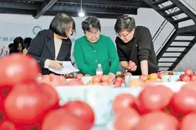 118种番茄冀州登台打擂图片
