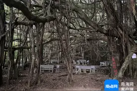 植树节丨盘点海南的古树名木，带你认识这些“老伙计”→图片