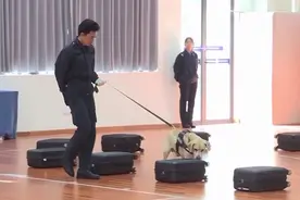 “汪汪队”年度考核：通过考试啦！和训导员握手庆祝一下图片