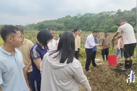 菜地里“长满虫子”，还能增收致富？图片