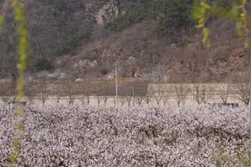 平谷区北寨村杏花进入最佳观赏期图片