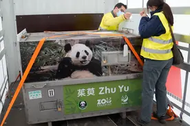 大熊猫“金喜”“茱萸”亮相马德里，西班牙王太后主持仪式图片