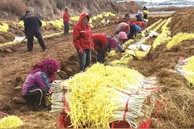 落实1139工作部署 建设新时代美丽兰州｜特色农业主导，优势产业成链！兰州市扎实推进乡村振兴示范带…图片