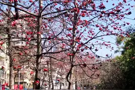 神州春色美｜木棉花开最广州图片