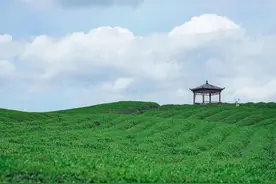 王岳飞：径山茶焕新发力 打造“三茶”统筹发展典范图片