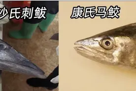 如何正确选购海南马鲛鱼？看看海南省市场监管局发布的这份消费提示图片