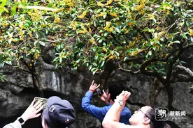 桂花飘香杭州图片