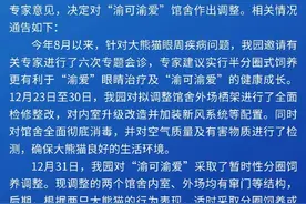 重庆动物园：针对大熊猫眼周疾病问题，对“渝可渝爱”暂时分圈饲养图片