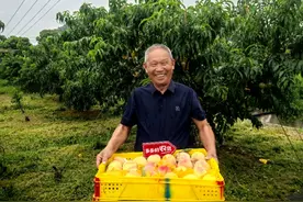 财报| 拼多多陈磊：未来利润将逐步进入下降趋势，这是长期健康必要的代价图片