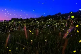 守护萤火，追光而行——华中农业大学付新华团队破解萤火虫研究世界难题图片