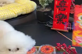 “毛孩子经济”春节火了 你家萌宠这个节怎么过？图片