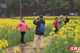 拥抱春天丨雨后韶山冲  油菜花海醉游人（组图）图片