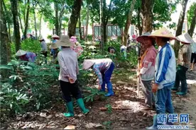 聚焦高质量发展｜海南做好“山林得绿、群众得利”的生态文明答卷图片