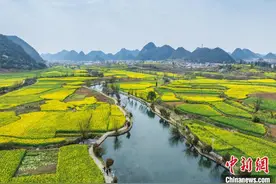 贵州鲍家屯油菜花开春意浓图片