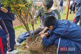 利用枯树枝做手工，这所学校开展义务植树活动图片