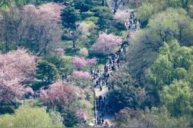 北京号带你逛北京 | 共赴春日绮梦！京城赏花全攻略图片