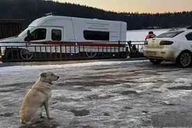 现实版忠犬八公：主人落水身亡，狗狗在原地守了四天图片