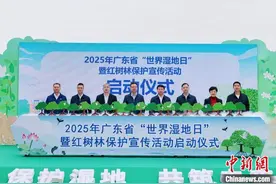 广东约95%红树林纳入生态保护红线管理图片