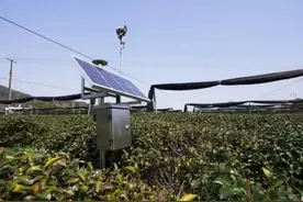 揭秘防冻“黑科技”，用“AI”守护一片茶叶图片