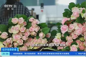 七夕“浪漫经济”升温！云南姚安日均供应百万枝玫瑰图片
