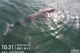 五四广场海域，一只海豚被困！救援队快速营救将其放归（附视频）图片