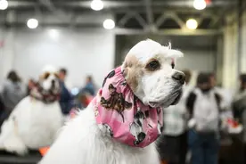 （外代二线）莫斯科举行欧亚犬展图片
