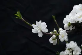 百花公园碧桃盛开图片