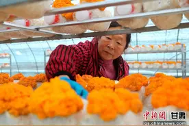 陇南文县：首批“金耳菌”试种成功图片
