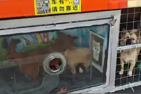 货车司机带着流浪狗跑车，豪华狗窝惊呆网友：有全景落地窗图片