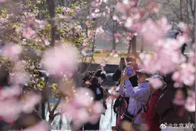 春日“顶流”来了！北京樱花观赏季今天在玉渊潭公园开幕图片
