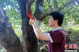 湖北咸宁准大学生认养古桂树 留住乡愁记忆图片
