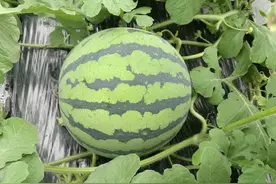 水果变甜，是错觉吗？夏季水果背后藏着怎样的“甜蜜”密码图片