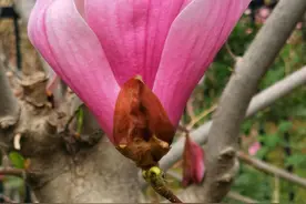 青未了|春暖花开图片