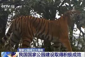 国家公园成立三年 野生动物种群有啥变化？ 一起来看“成绩单”→图片