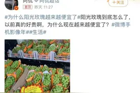 阳光玫瑰葡萄身价大跳水，“泡药水”传闻是否可信？图片