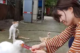 当大白被带走：“救猫战神”开启“战斗人生”图片